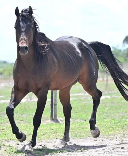 GRANITE LAKE MERRY (3 Coberturas)