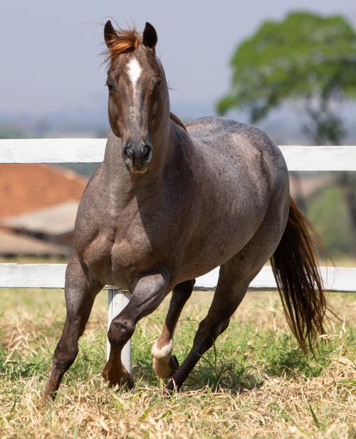 CHRISTMAS TYME (3 Coberturas)