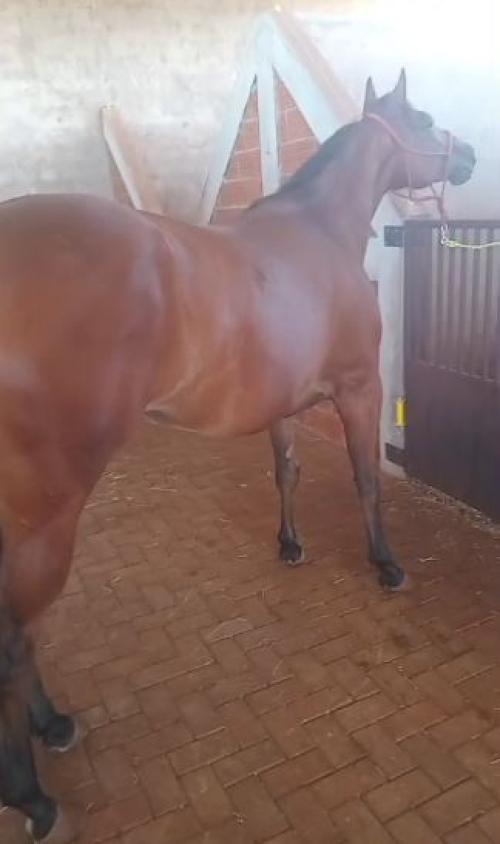 HONEY CADES DASH HWJ (P+)