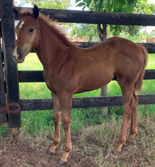 KEEP THE FAME X MARMEID SHADY JAMES