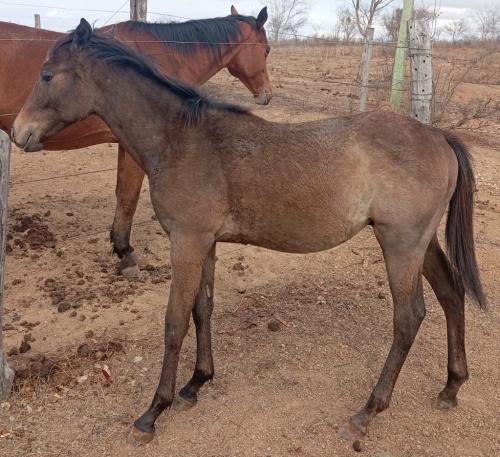 ROXO SHADY FRED x VIBORA CIGANO DIEGO
