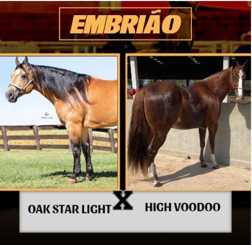 OAK STAR LIGHT X HIGH VOODOO (Embrião a efetivar)