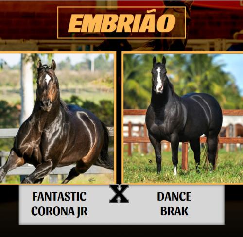 FANTASTIC CORONA JR X DANCE BRAK (Embrião a efetivar)