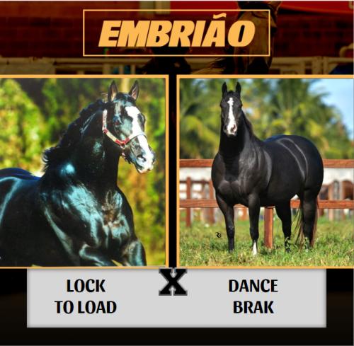 LOCK TO LOAD X DANCE BRAK (Embrião a efetivar)