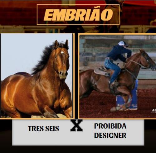 TRES SEIS X PROIBIDA DESIGNER (Embrião a efetivar)