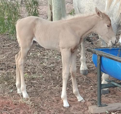 BARNEY GOLDEN GUN x ESTER GRAY Z