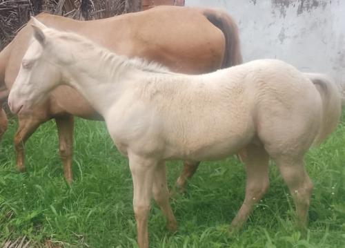 SIR LANCELOT REAL X ETERNALY COZUMEL HLS