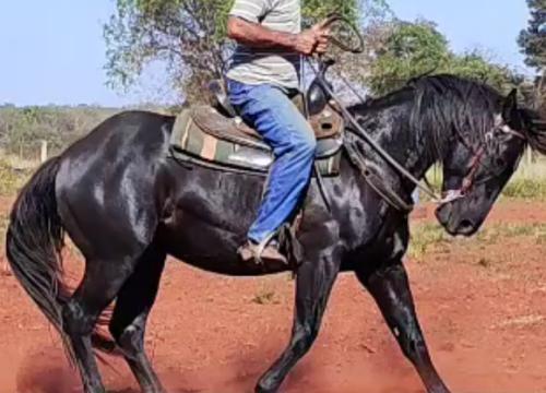 LUCKY BLUEMETAL YM (1 Cobertura)