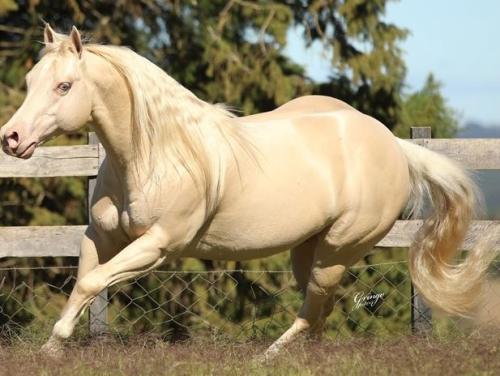 WHITE IN EXCESS DAN (3 Coberturas)