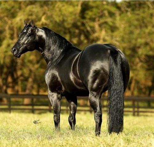 DASH TOL FAME (4 Coberturas)