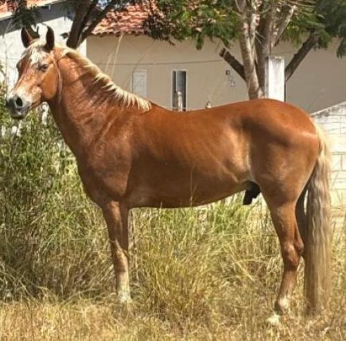 DITADOR LAGOA DA VOLTA 