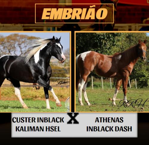 CUSTER INBLACK KALIMAN HSEL X ATHENAS INBLACK DASH (Embrião efetivado)