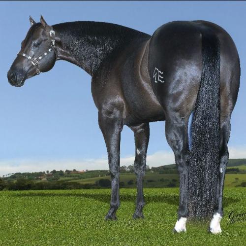 ZORREIRO FRECKLES LE (Cota)