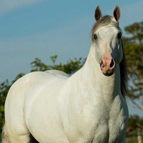 WHIZKEY N CASH (4 Coberturas)