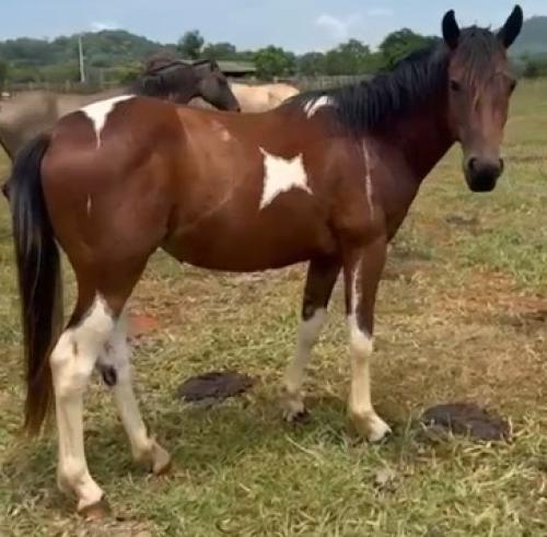 SUGAR DELTA GUNNER x JAZIDA QUEENS LRV