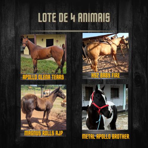 LOTE DE 4 ANIMAIS