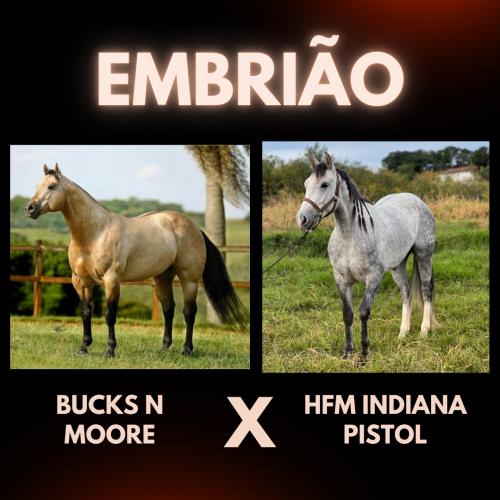 BUCKS N MOORE X HFM INDIANA PISTOL (Embrião Efetivado)