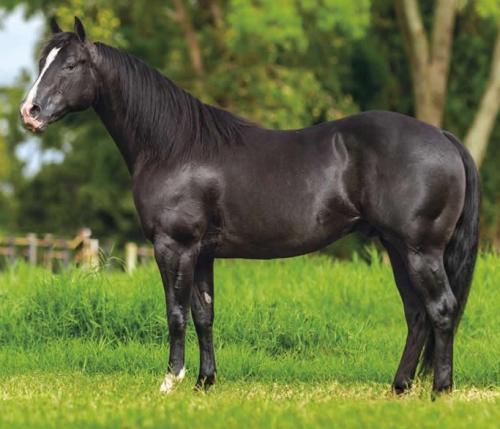 SHINEY BIT O EBONY (S. Congelado)