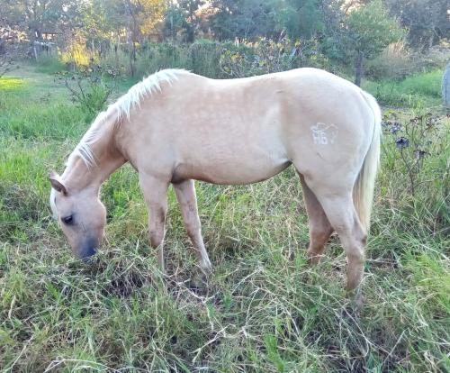 STRIDER GREEN JAP X ÉGUA PALOMINA