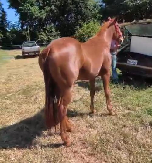 PRINCE FIREWATER HTT X MERRY LIDER