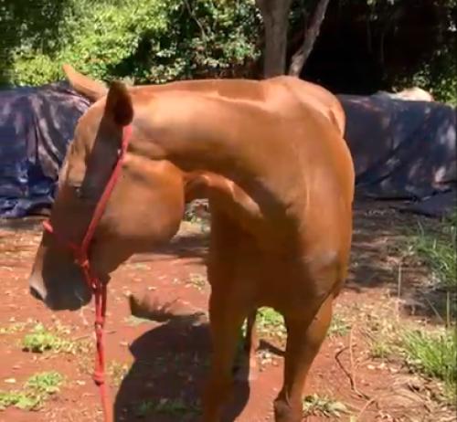 BLITZ CORONA RED (P+)