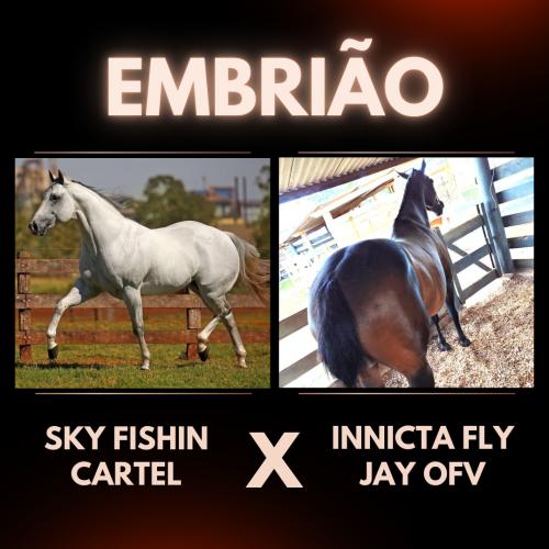 SKY FISHIN CARTEL X INNICTA FLY JAY OFV (Embrião Efetivado)