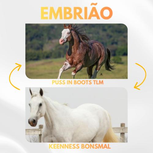 PUSS IN BOOTS TLM X KEENNESS BONSMAL (Embrião a efetivar)