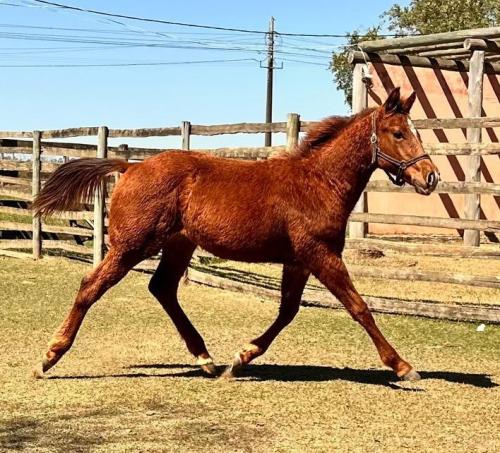 SMARV STEEL OLENA X DYNA ROOSTER