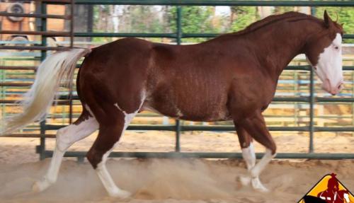 DENVER GUNCAT (Cota)