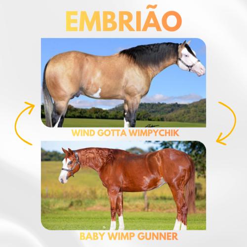 WIND GOTTA WIMPYCHIK X BABY WIMP GUNNER (Embrião a efetivar)