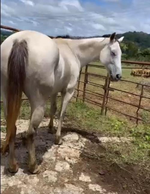 HARPIA FOR CASH (P+)