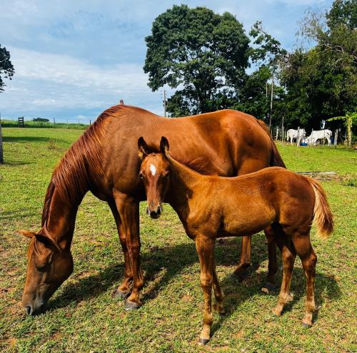 MISS FAME EASY (Lote 2 em 1)