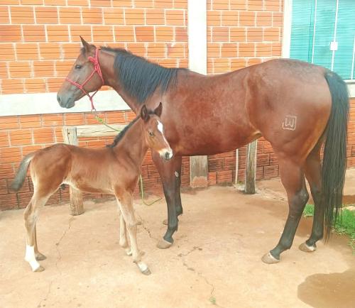 HONEY CADES DASH HWJ (Lote 3 em 1)