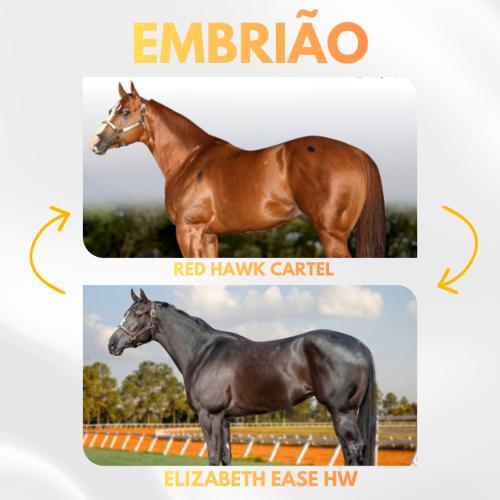 RED HAWK CARTEL X ELIZABETH EASE HW (Embrião efetivado)