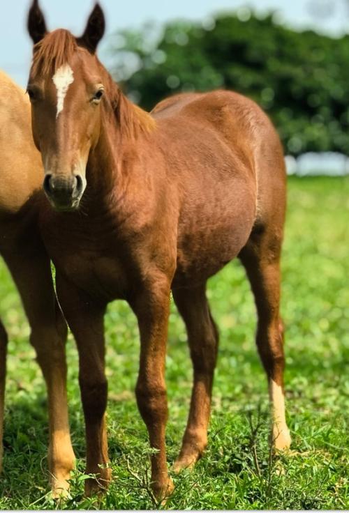 HIGH BROW SILVER CAT X BET ON TASSA