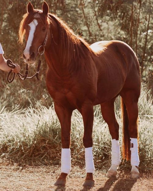 SECRETARIAT MOON JVB