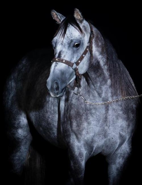 HOT BLACK DASH (Ventre)