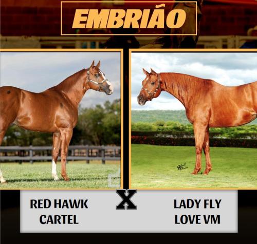 RED HAWK CARTEL X LADY FLY LOVE VM (Embrião a efetivar)