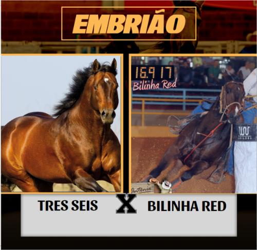 TRES SEIS X BILINHA RED (EMBRIÃO A EFETIVAR)