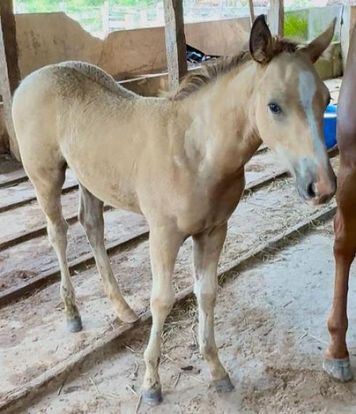 QUISPETACULO X TAKE N SHINE