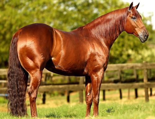 WHIZ N TAG CHEX (S. Congelado)