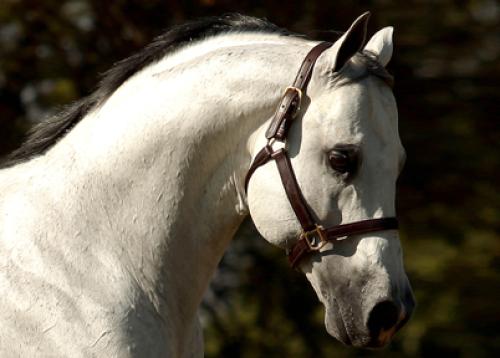 GROS OREILLE (S. Congelado)