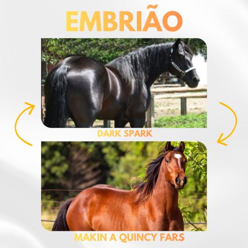 DARK SPARK X MAKIN A QUINCY FARS (Embrião efetivado)