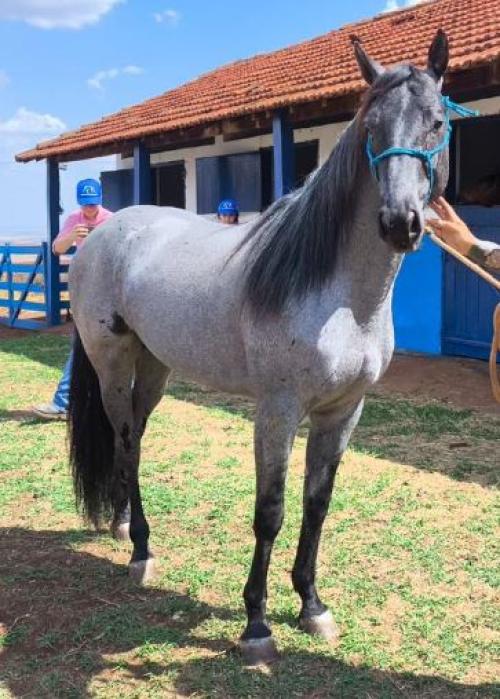 ZORREIRO SNAKE LE (1 Cobertura)