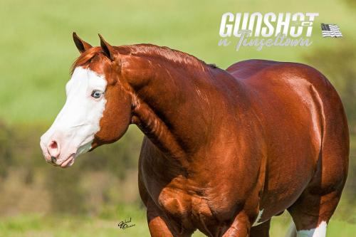 GUNSHOT N TINSELTOWN (1 Cobertura)