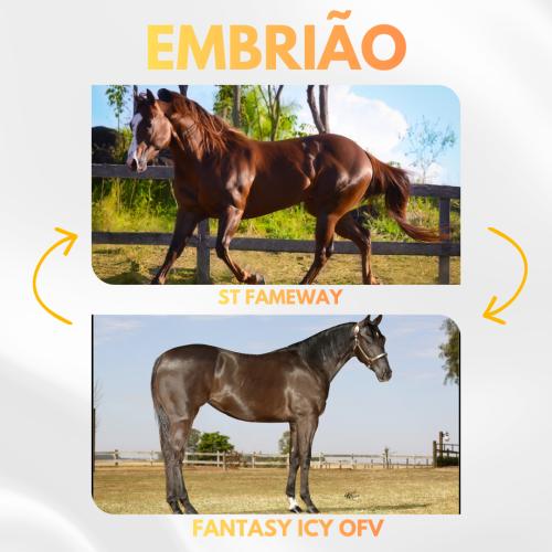 ST FAMEWAY X FANTASY ICY OFV (Embrião a Efetivar)