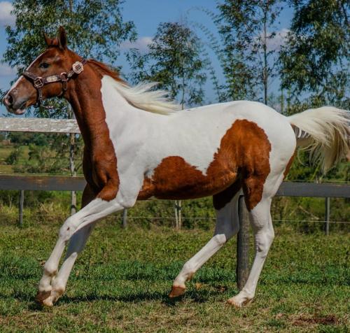 SASHA DIXIE PLAYBOY IDG