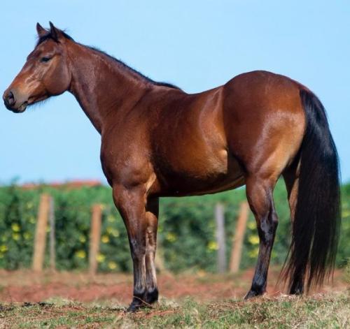 MAYA DUAL SPARK (P+)