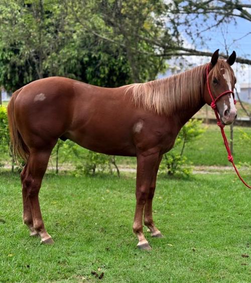 JACK SIX FIREWATER (1 Cobertura)