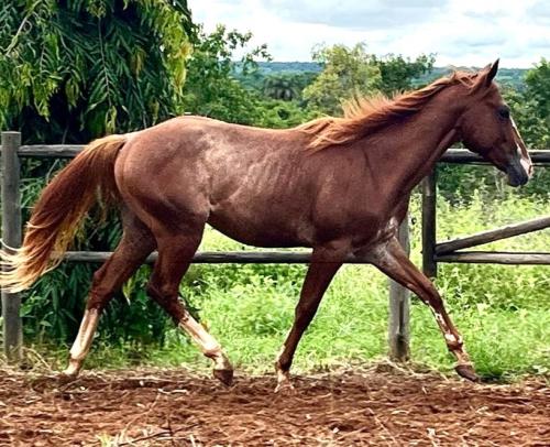 PG ETERNALY LAD X HARMONIOSA CASH